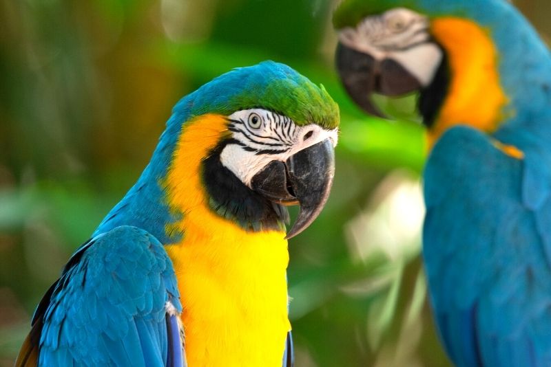 18 – Imagine what it must be like to fly at KL Bird Park