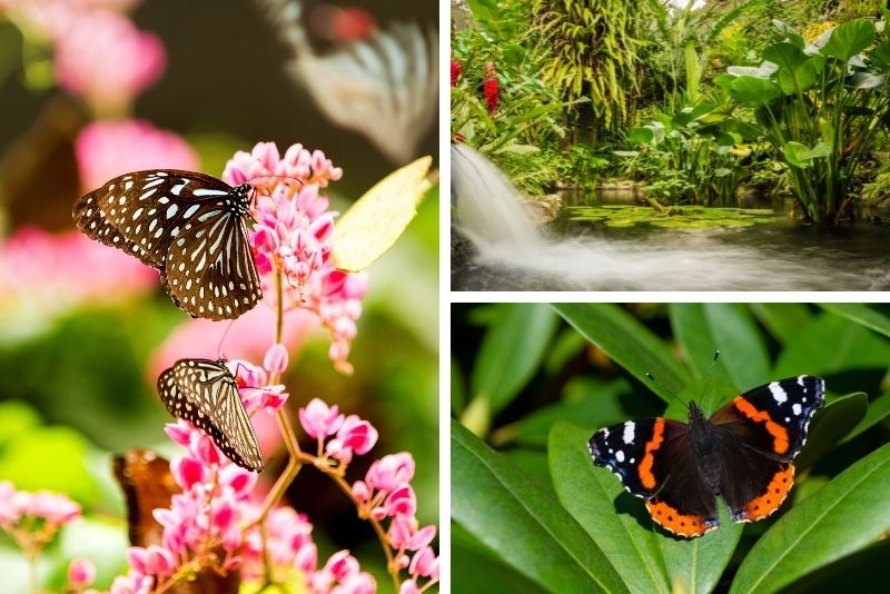 29 – Admire the colorful inhabitants of Kuala Lumpur Butterfly Park