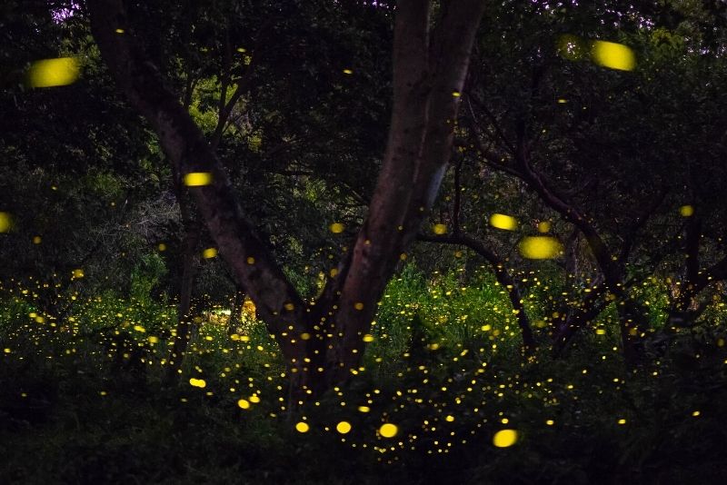 17 – See fairies, we mean, fireflies, up close and personal in Kuala Selangor