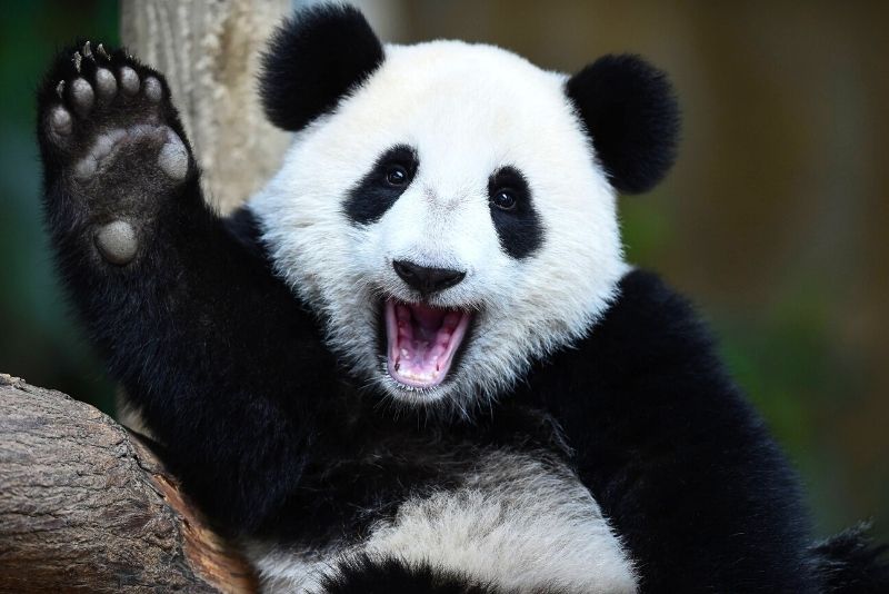 51 – See the adorable pandas at Zoo Negara Malaysia
